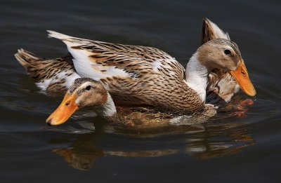 Duck Mating Ѽӽ䡿