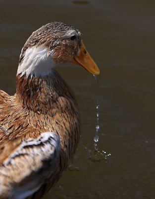 Duck Mating 【鸭子交配】