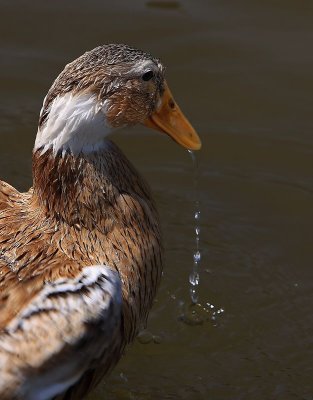 Duck Mating Ѽӽ䡿