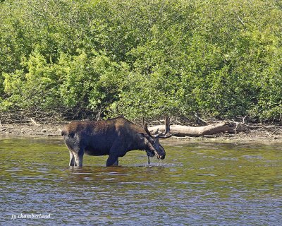 orignal/ moose