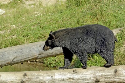 ours noir/ black bear.