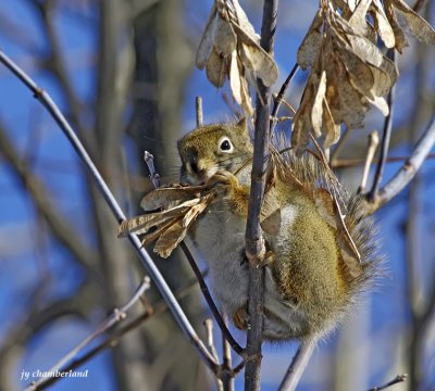 ecureuil roux / squirrell.