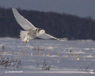 harfang des neiges / snow owl 121.