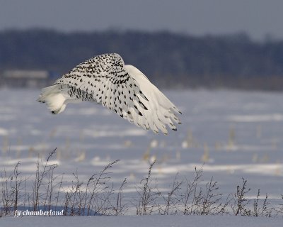 harfang des neiges / snowy owl. 122.