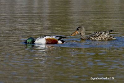 canard souchet / northern shoveler