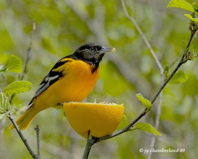 oriole de baltimore / baltimore oriole.