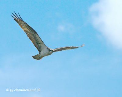 balbuzard pecheur / osprey.