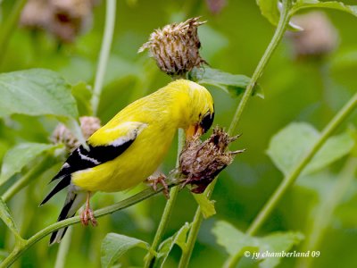 _IGP6882 chardonneret jaune / american goldfinch