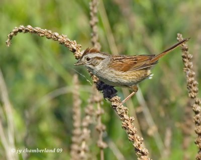 bruant  des marais / swamp sparrow.
