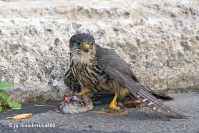 faucon emerillon / merlin