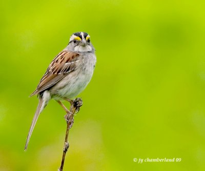 bruant a couronne blanche / white-crowned sparrow