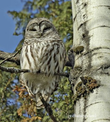 chouette rayee / barred owl