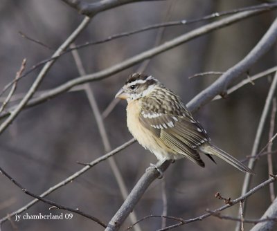 cardinal a tete noire / black-headed grosbeak