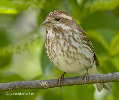 roselin pourpr / purple finch