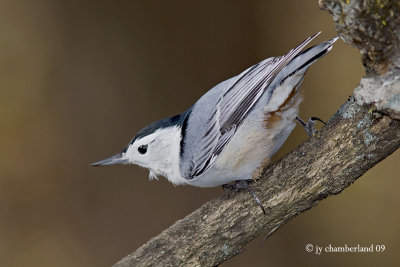 sitelle a poitrine blanche / white- breasted nuthatch