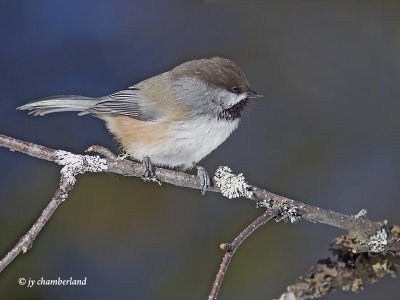 mesange a tete brune / boreal chickadee