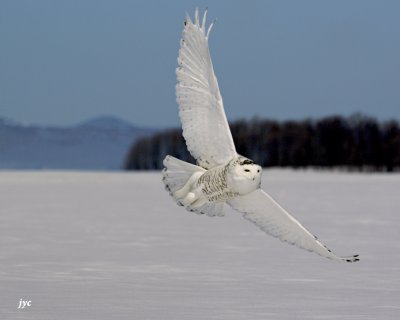 harfang des neiges / snow owl. 180.