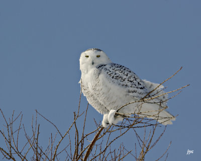 harfang des neiges / snow owl. 056.