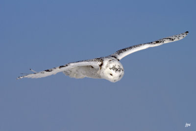 harfang des neiges / snow owl. 192.