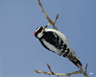 pic mineur- downy woodpecker.06.