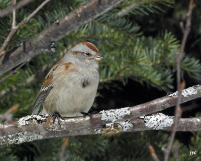 american tree sparrow. bruant hudsonien.047.