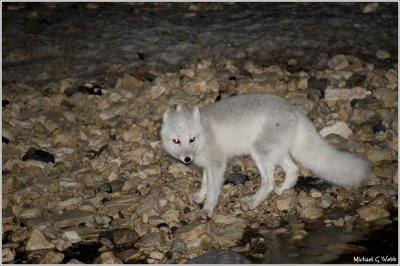 Arctic Fox at Night
