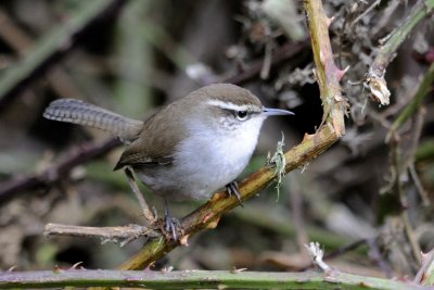 Bewick Wren 3