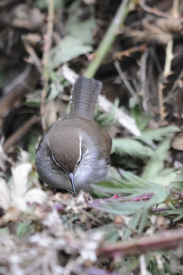 Bewick Wren 8