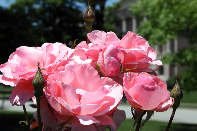Kentucky State rose garden, on the Capital grounds
