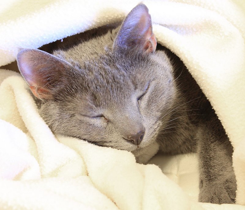 Church staying warm under the covers  