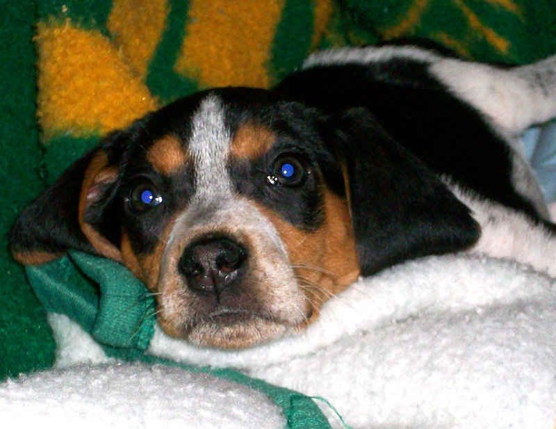 SAL on the Southern blanket. 