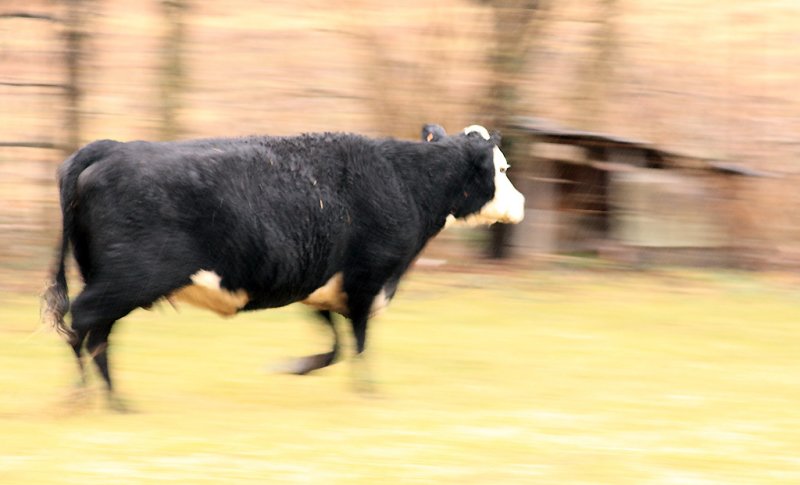 Cow in the back yard  