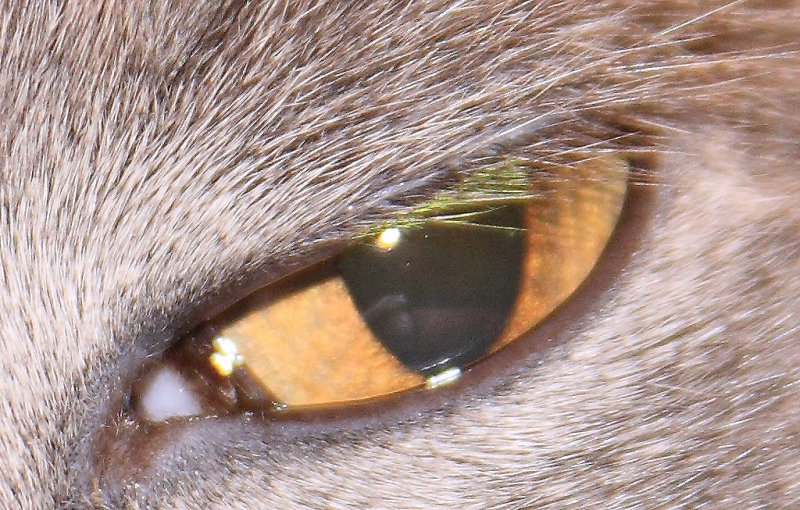 Cats Eye