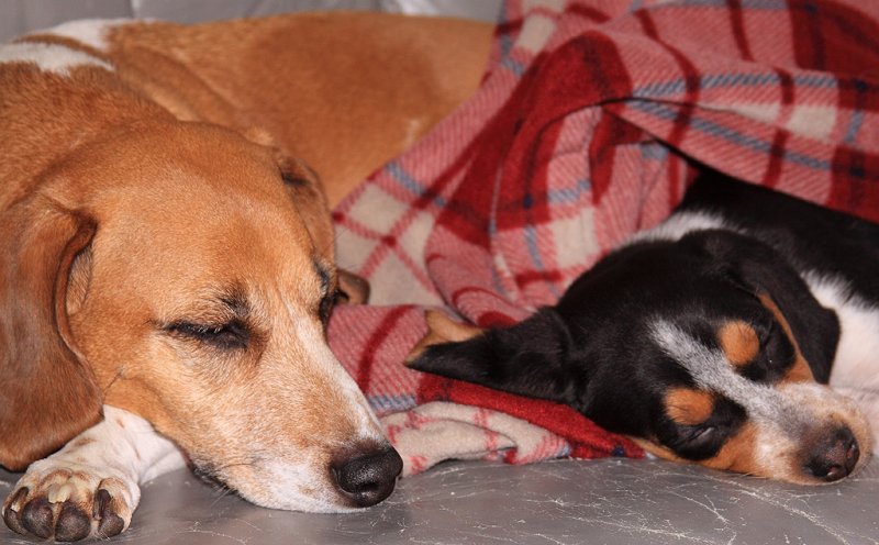 Dusty and Sal staying warm on the couch 