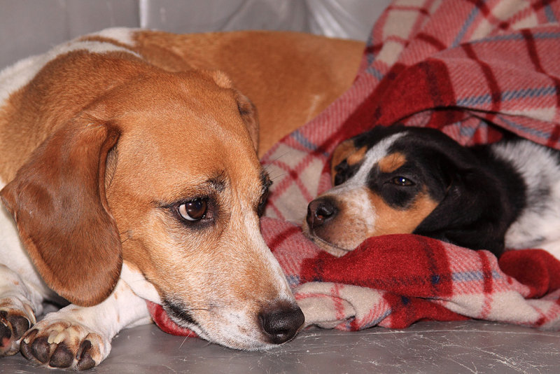 Dusty and Sal staying warm on the couch 