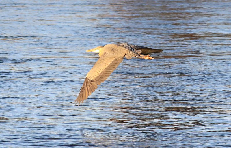 Great Blue Heron