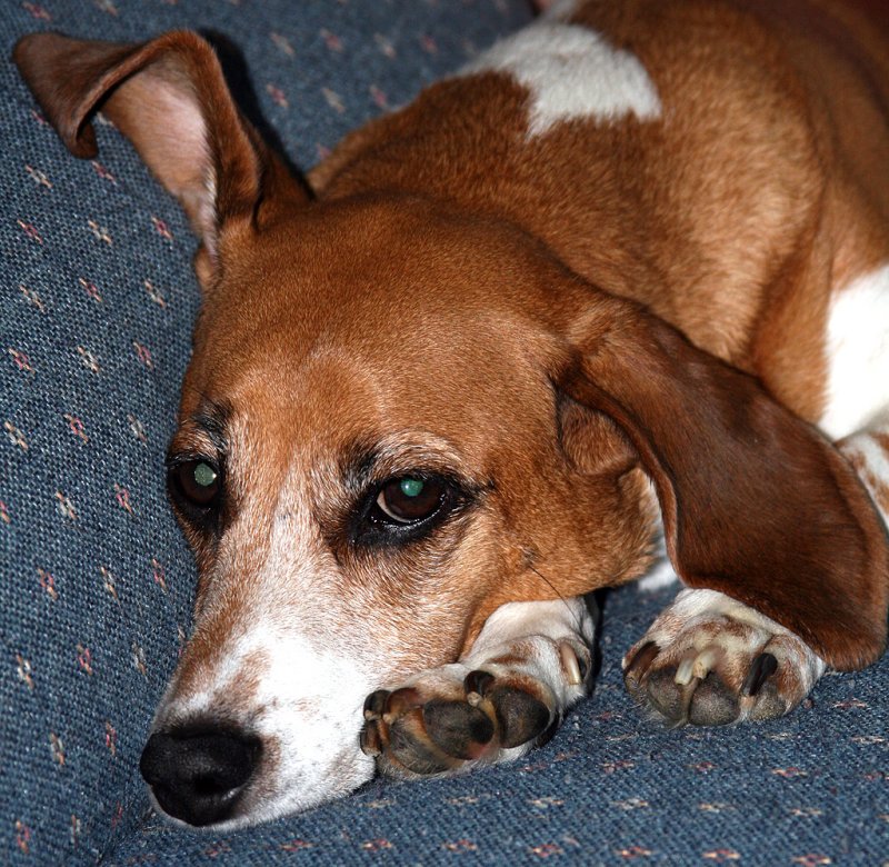 Lazy dog on a Lazy afternoon  