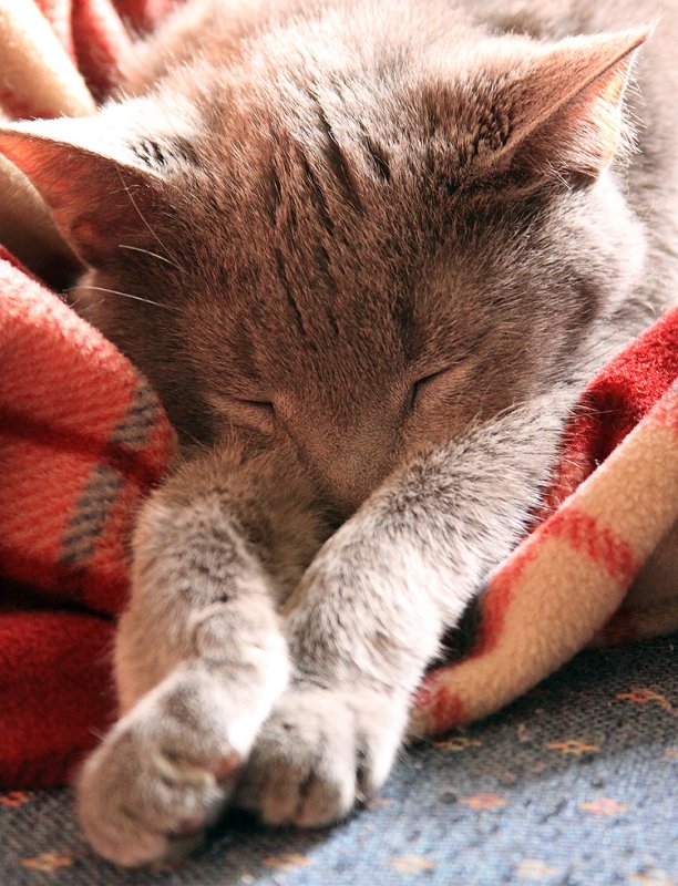Church and his blanket