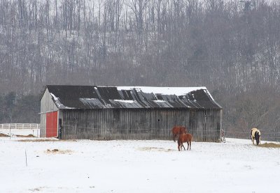 Barn and Horses at Bowen