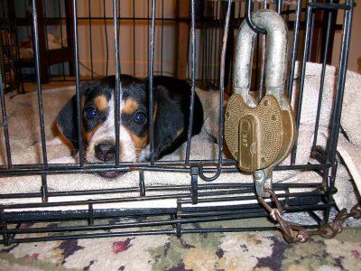 Puppy Jail...Poop in the house and pay the price!