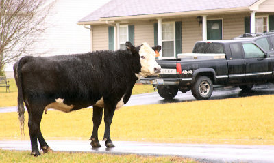 A fugitive  cow in the front yard  