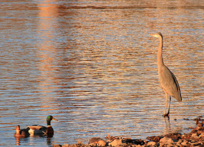 Ducks and a female Great Blue Heron on the TN River