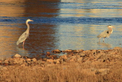 Great Blue Herons on the TN River