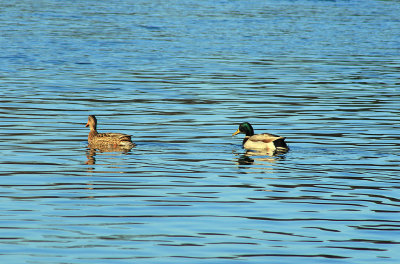 Ducks on the Tennessee River