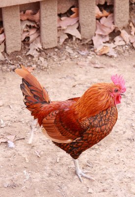 One Legged Rooster 