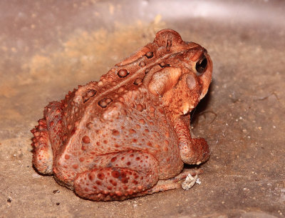 Frog, Toad under the house