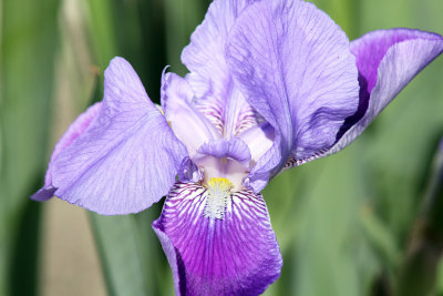 Iris in bloom