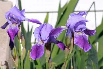 Iris in bloom