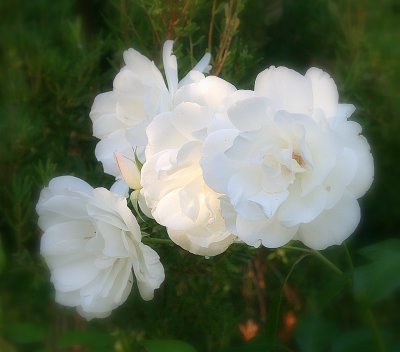 Gardens and Flowers