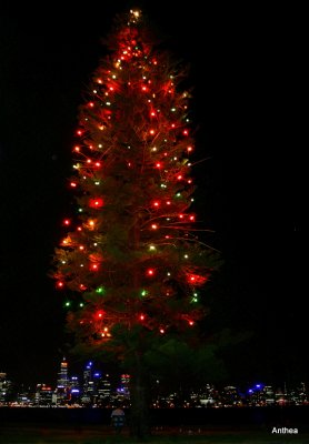 Christmas in South Perth